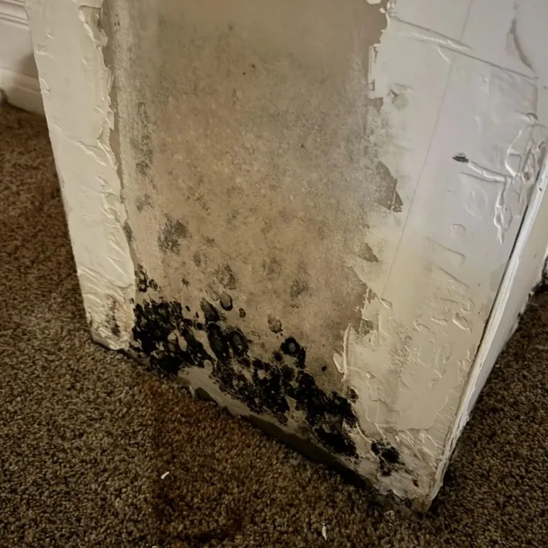 Professional Mold Removal in Washington County, AR